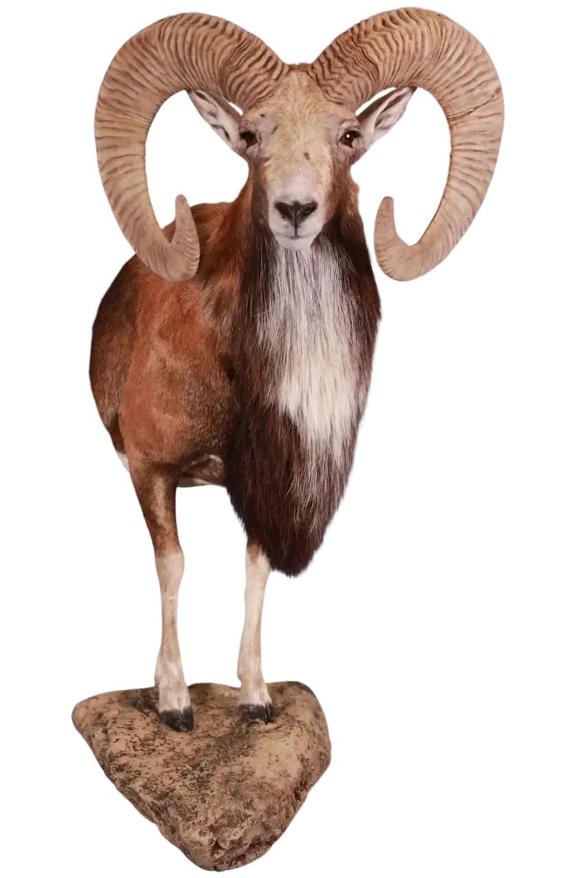 European Mouflon Life Size Full Mount