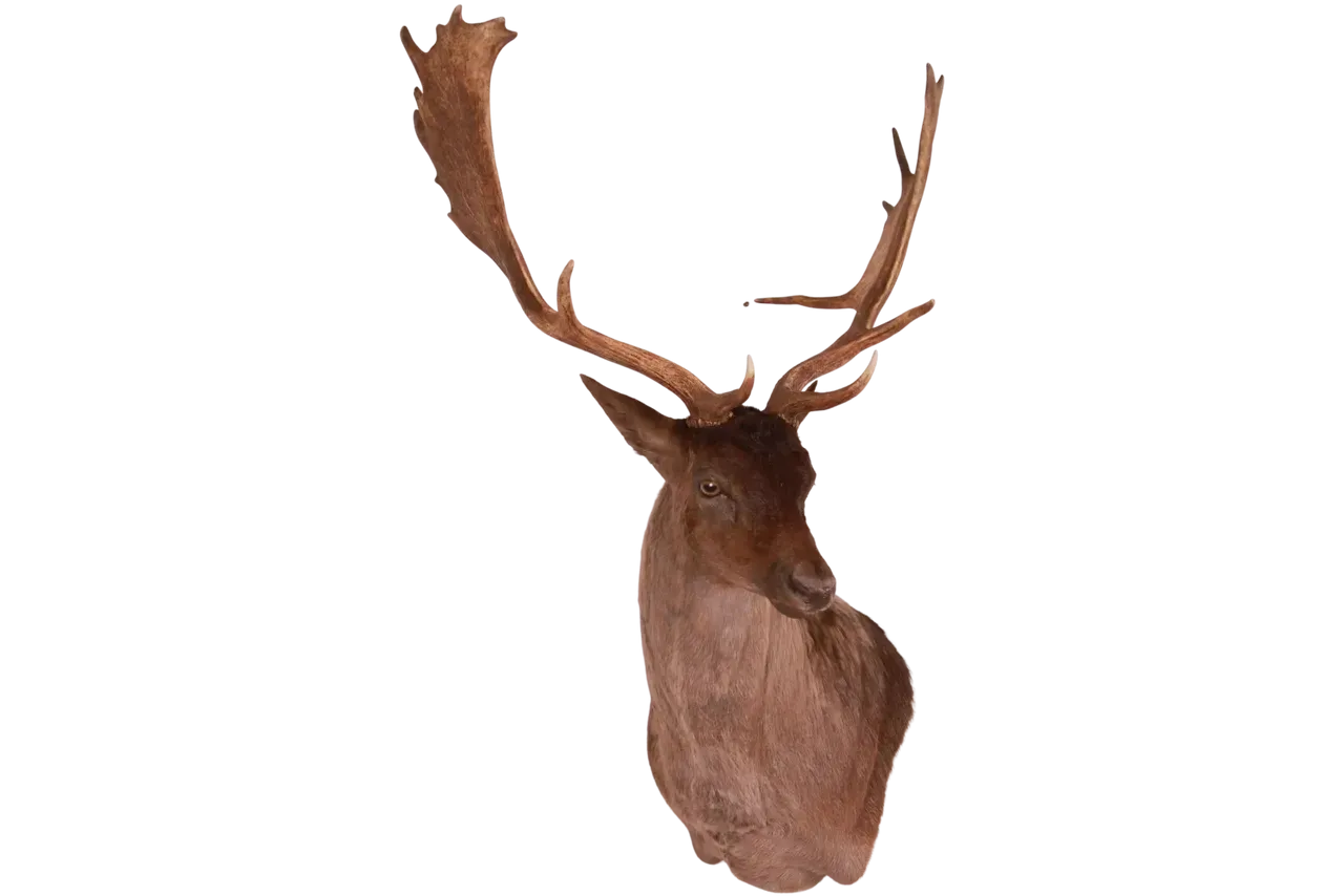 Fallow Deer Shoulder Mount