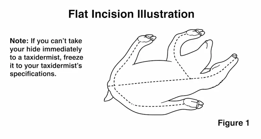 Figure 1 — flat incision illustration