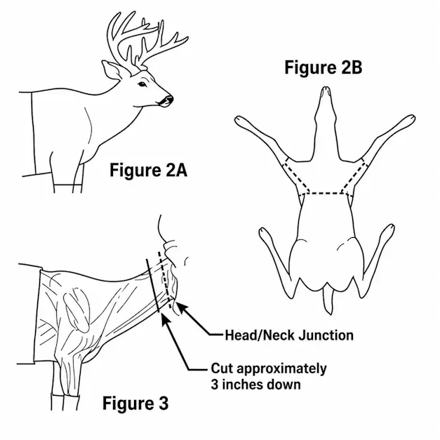 Figures 2A, 2B & 3 — caping for a shoulder mount