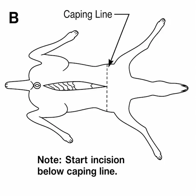 Figure B — field dressing illustration