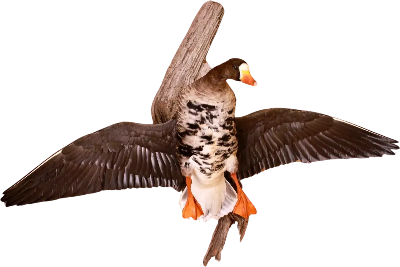 Greater White-Fronted Goose Flying Mount