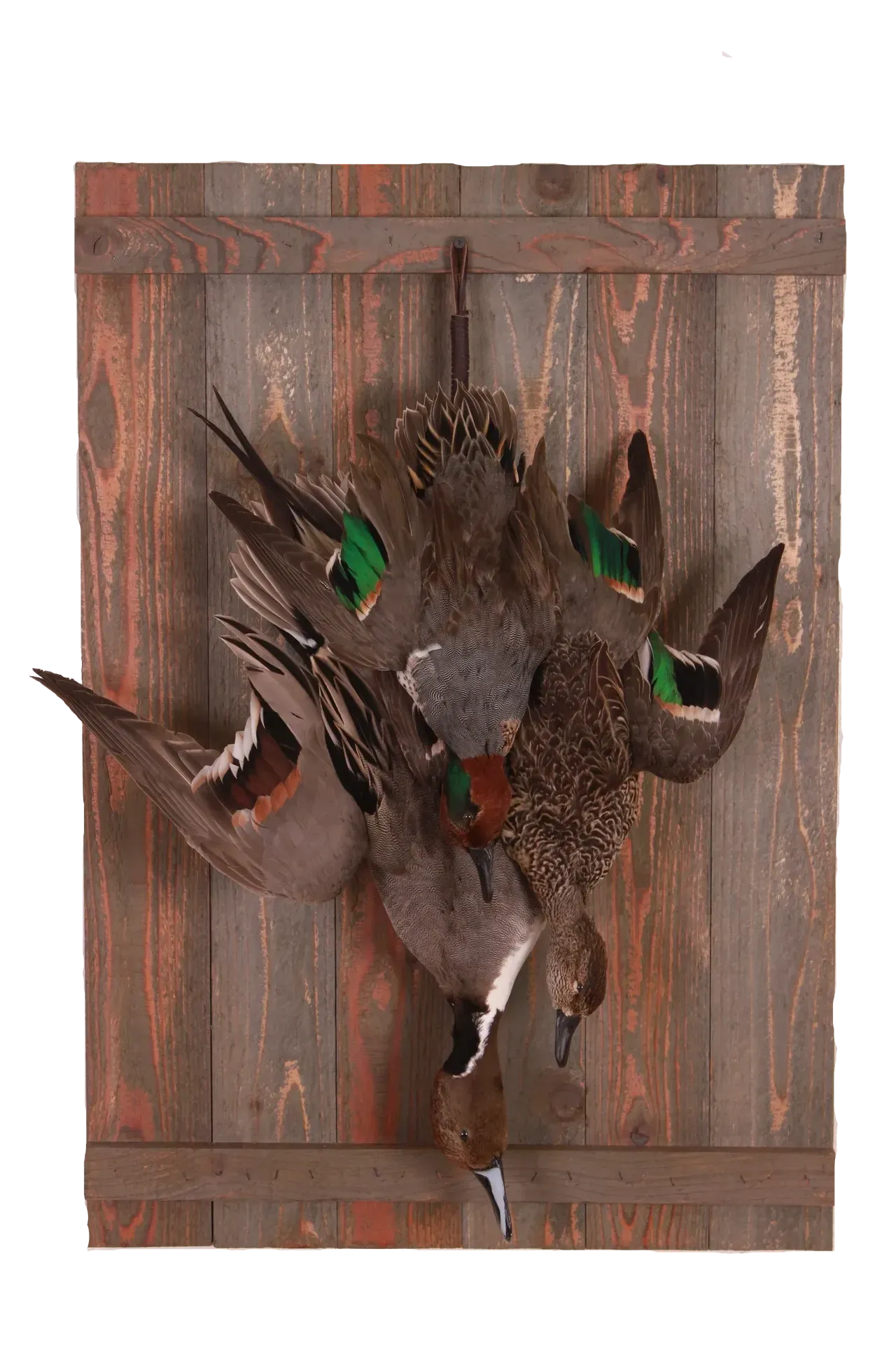 Green-Winged Teal Dead Mount