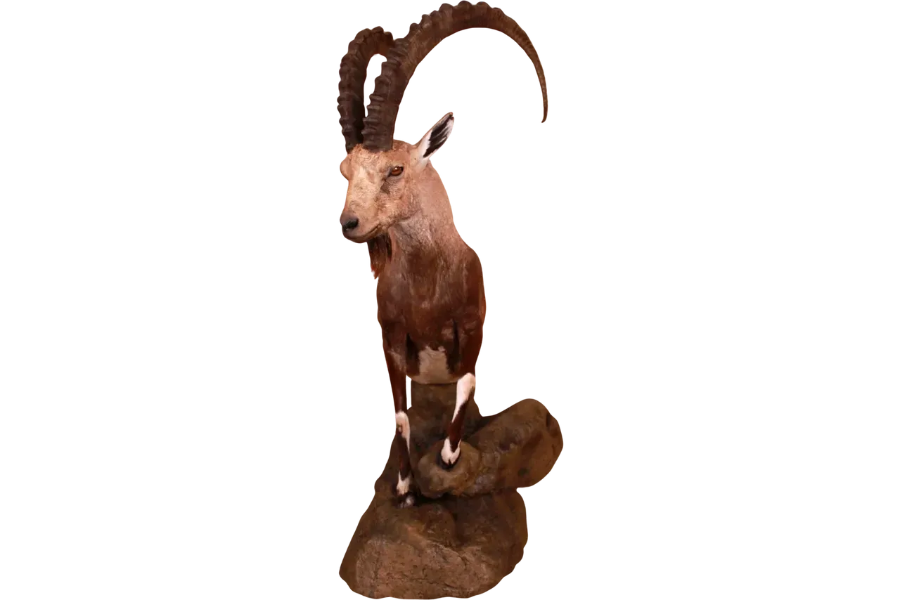 Ibex Full Body Mount