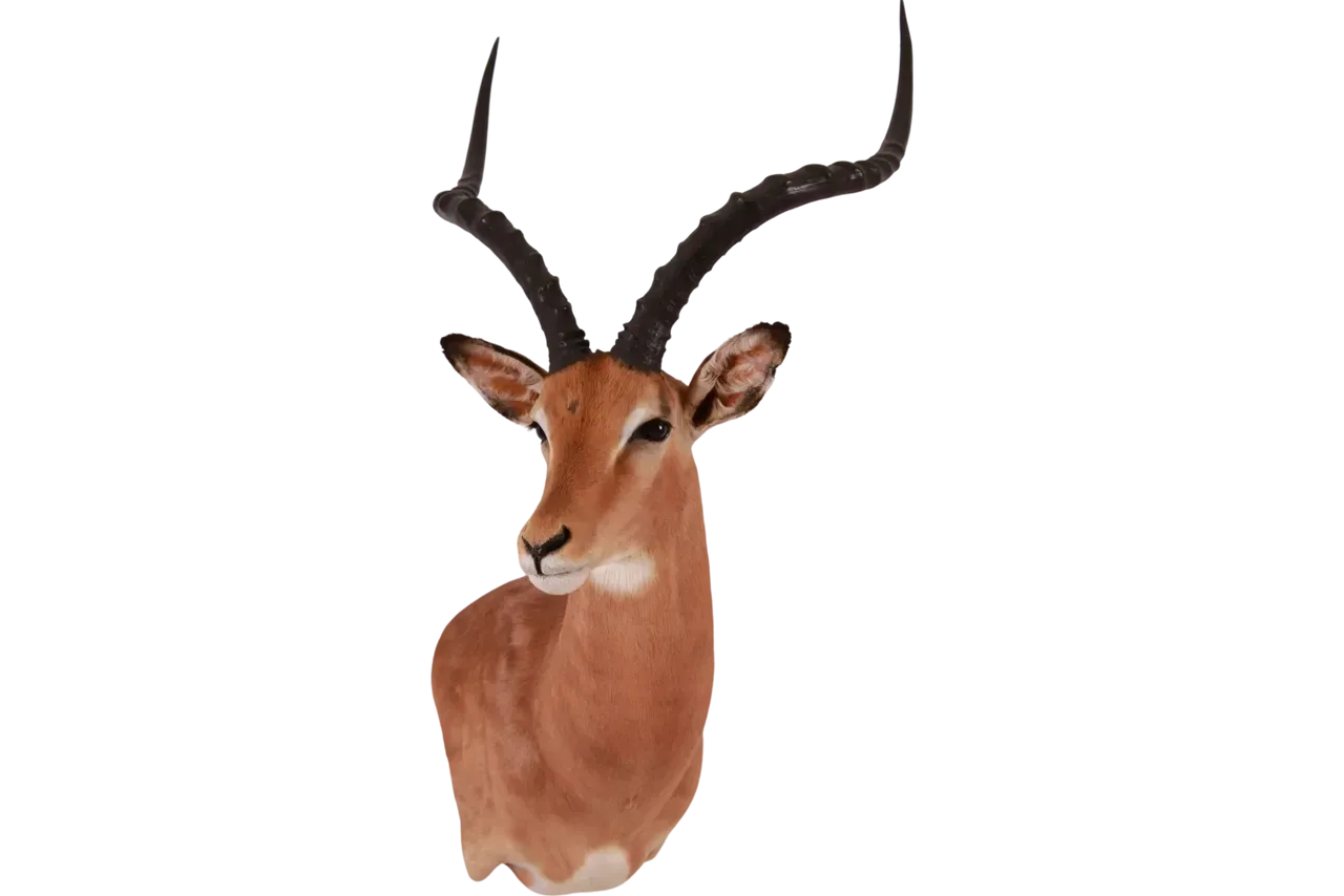 Impala Shoulder Mount