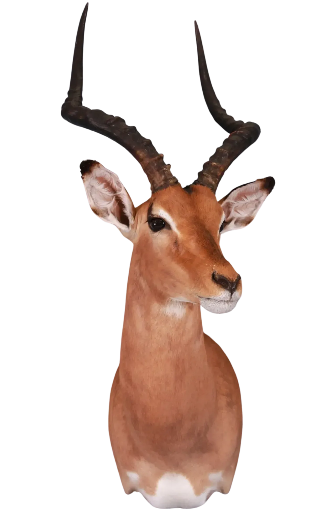 Impala Shoulder Mount