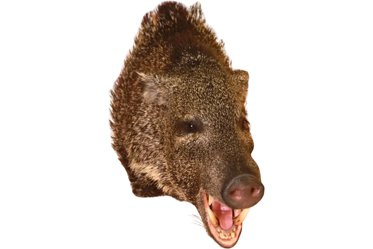 Javelina Shoulder Mount