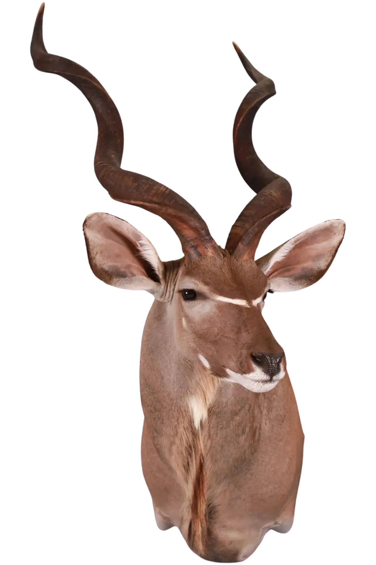 Kudu Shoulder Mount