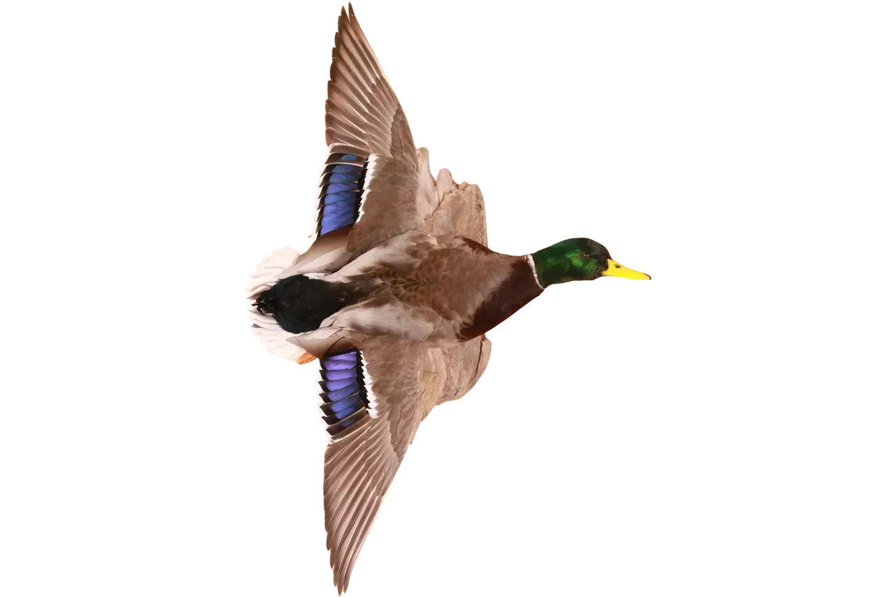 Mallard In Flight