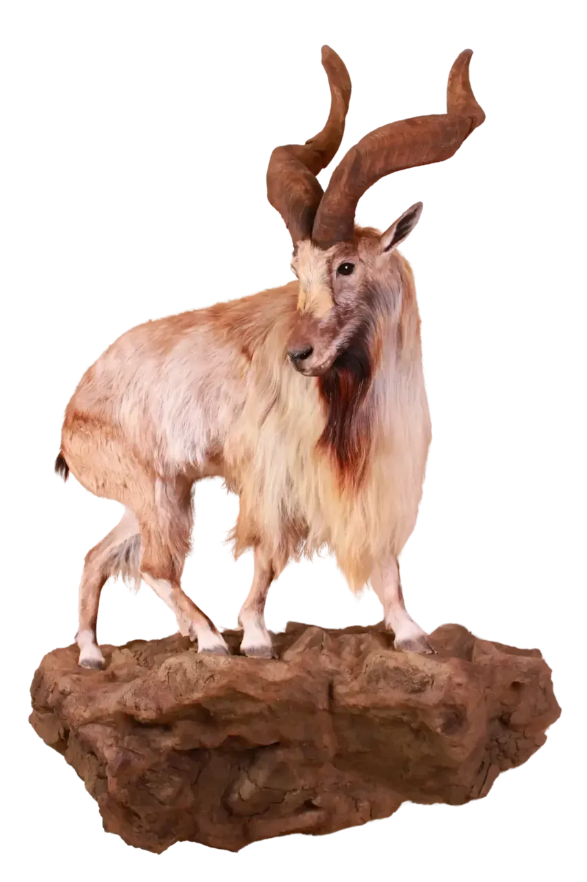 Markhor Life Size Full Mount