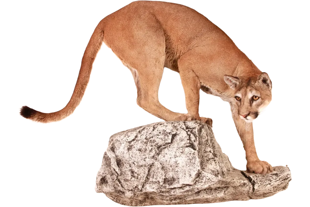 Mountain Lion Full Body Life Size Mount