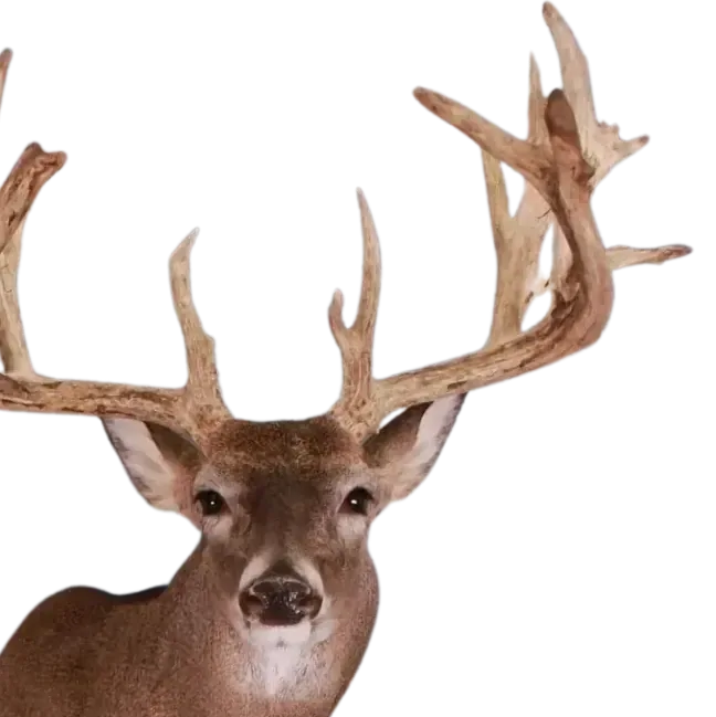 North American