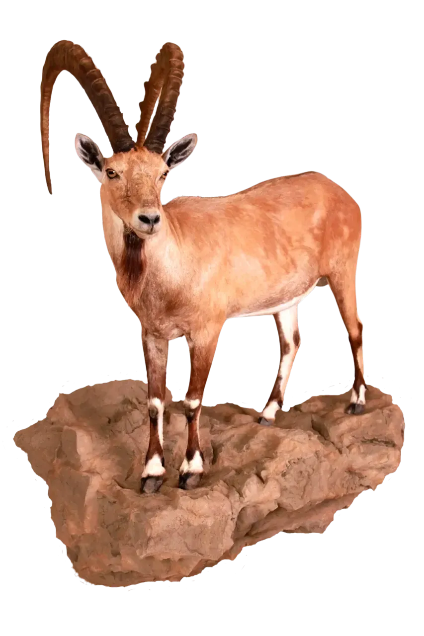 Nubian Ibex Life Size Full Mount