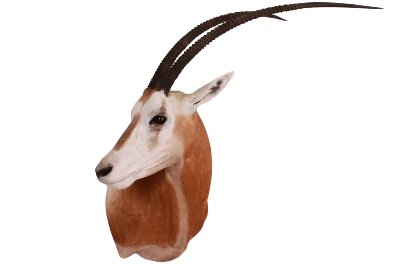 Oryx Shoulder Mount