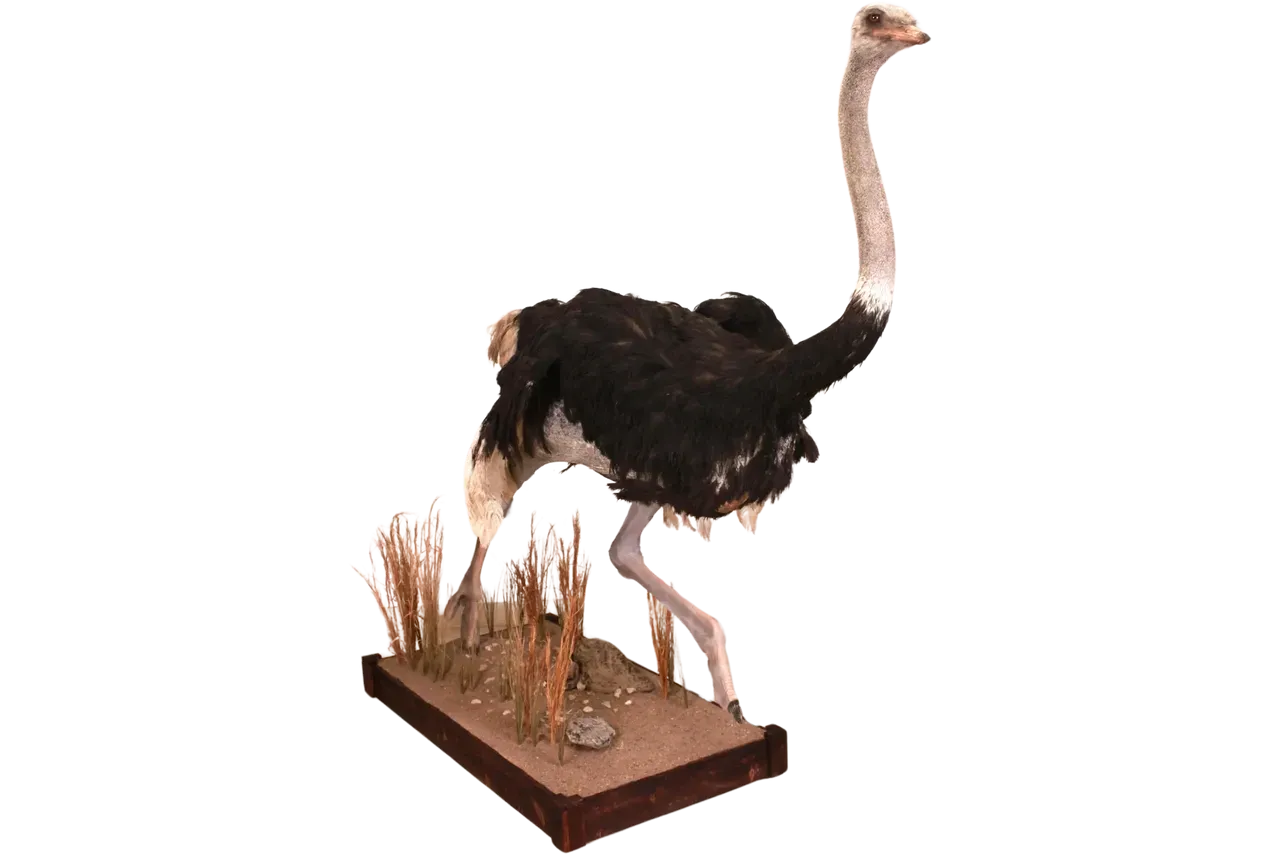 Ostrich Full Body