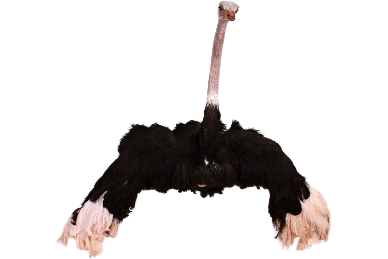 Ostrich Mount