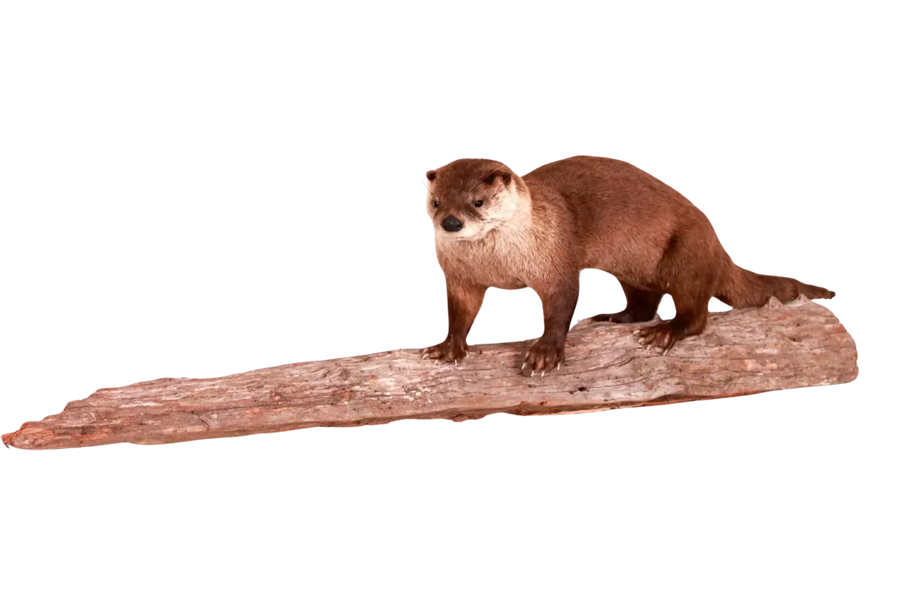Otter Full Body Life Size