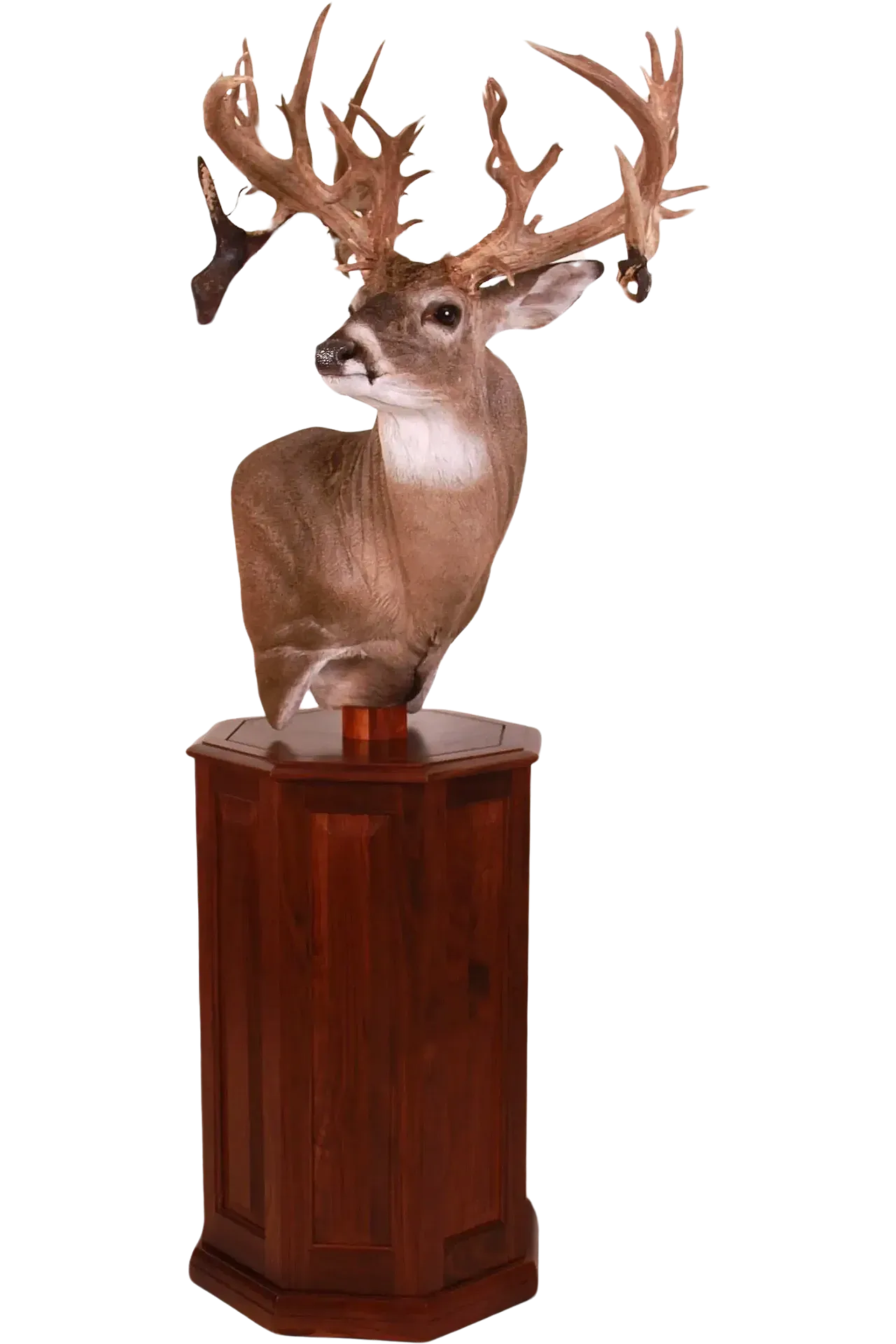 Pedestal Mount White Tailed Deer