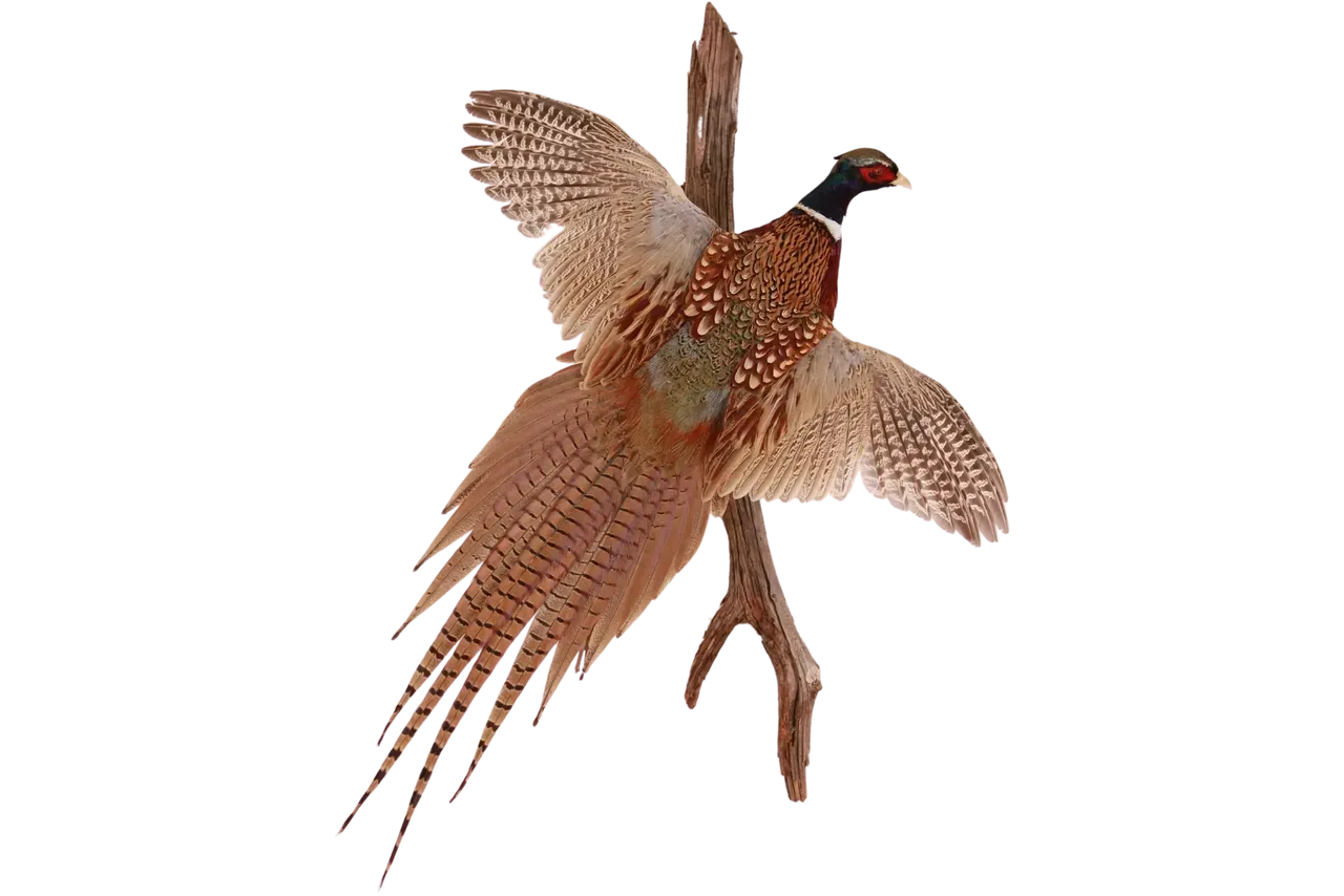 Pheasant Mount