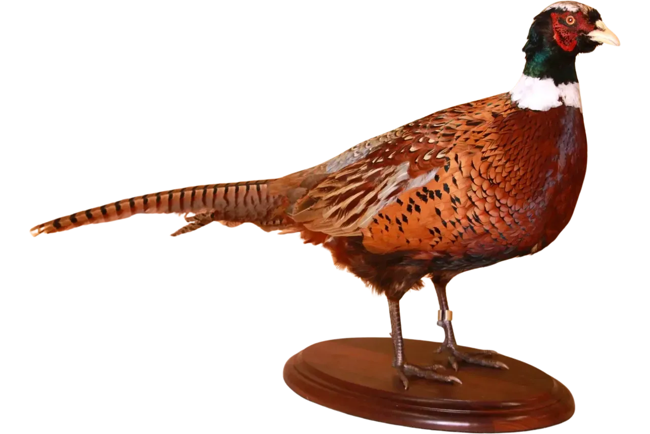 Pheasant Mount