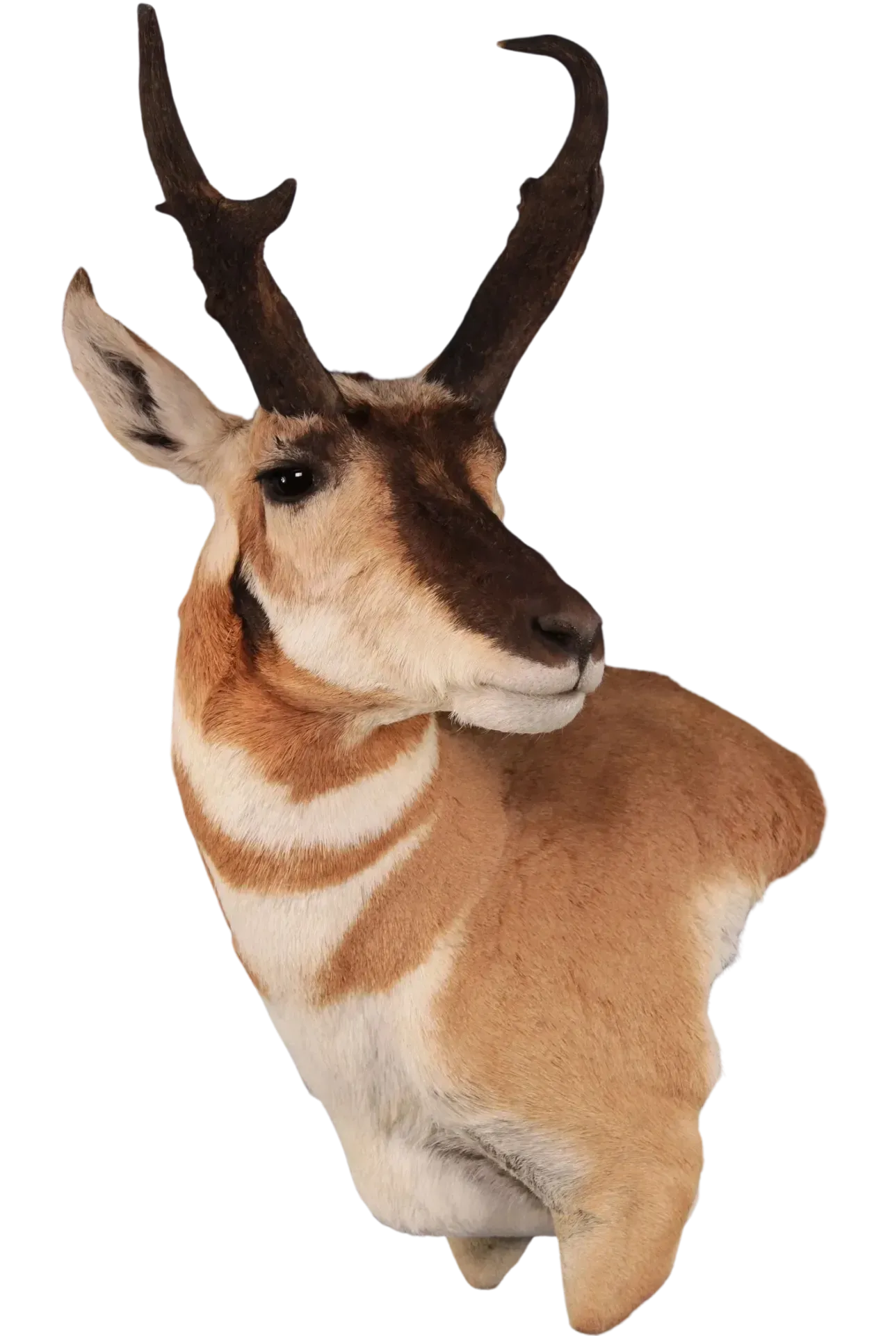 Pronghorn Shoulder Mount