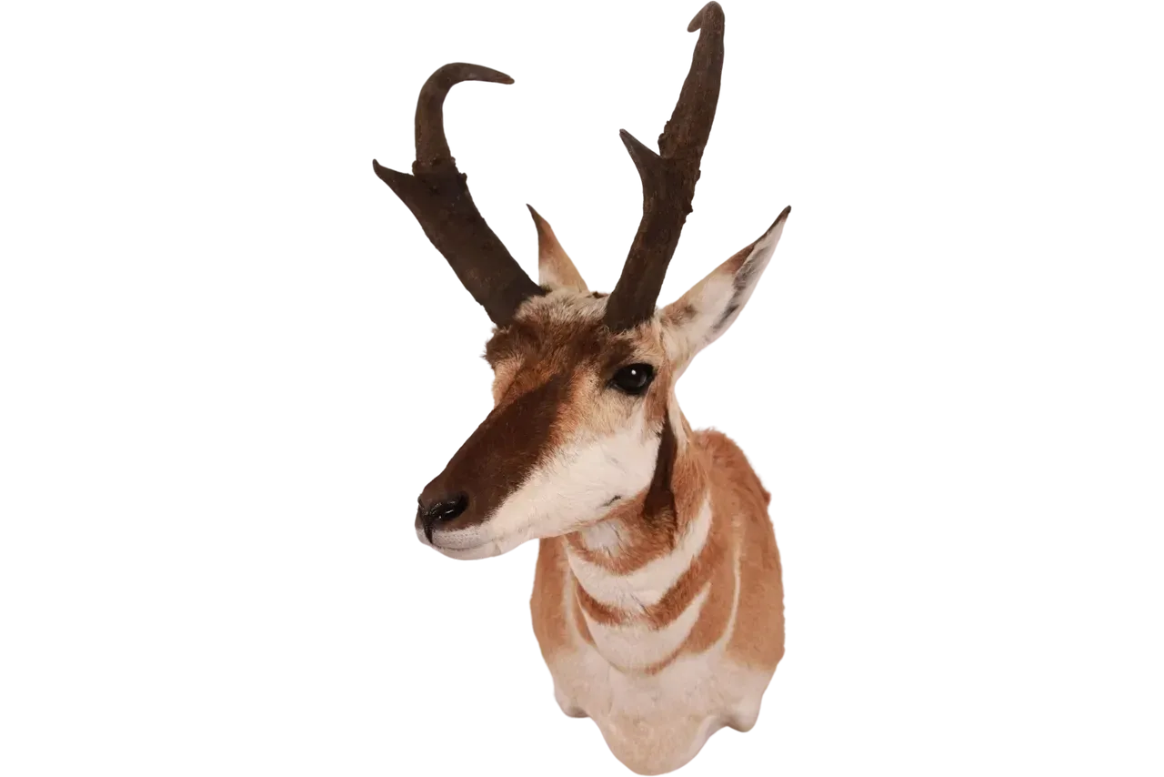 Pronghorn Shoulder Mount