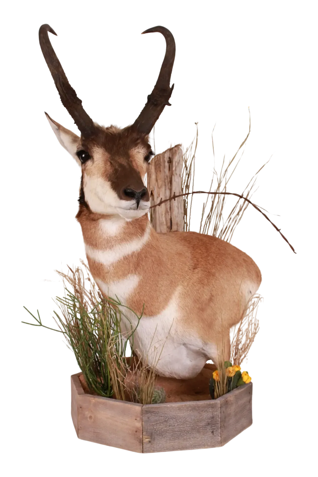 Pronghorn Wall Pedestal Mount With Habitat