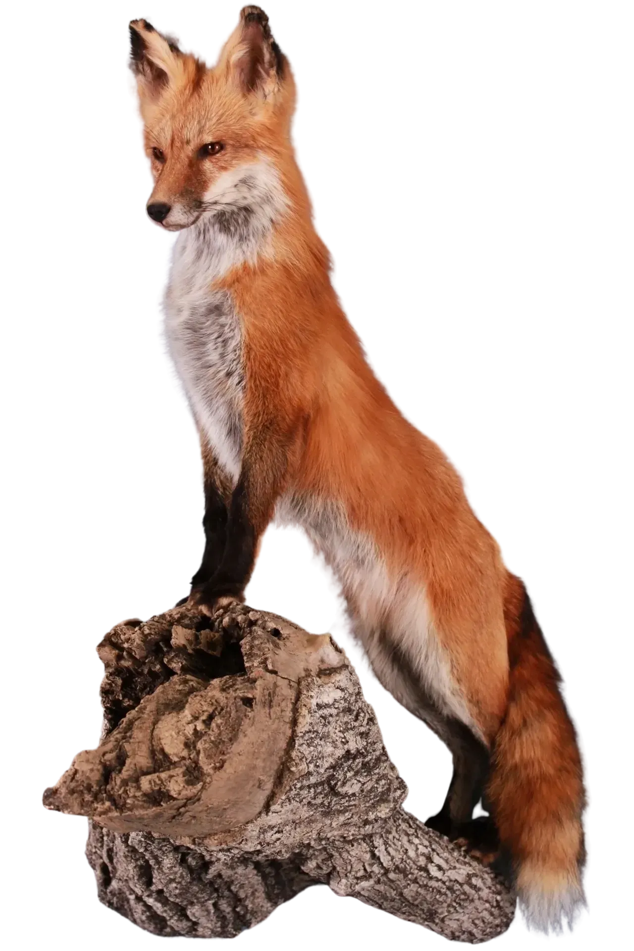Red Fox Full Body Life Size