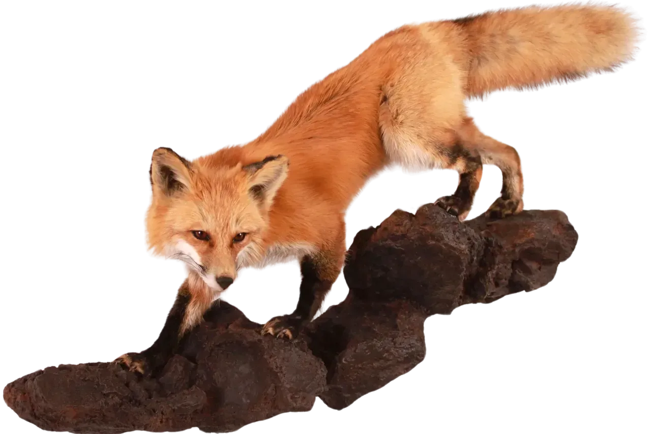 Red Fox Full Body Life Size