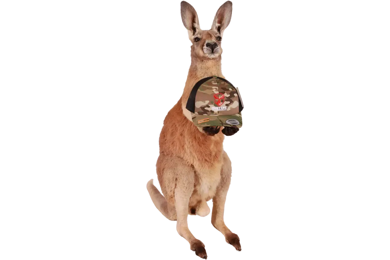 Red Kangaroo Life Size Full Mount