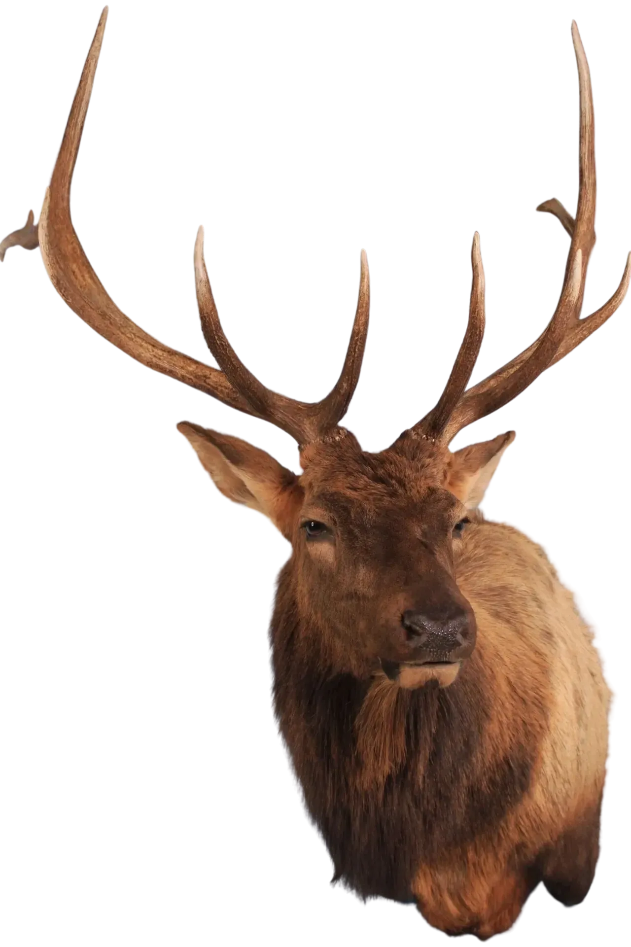 Rocky Mountain Elk Shoulder Mount