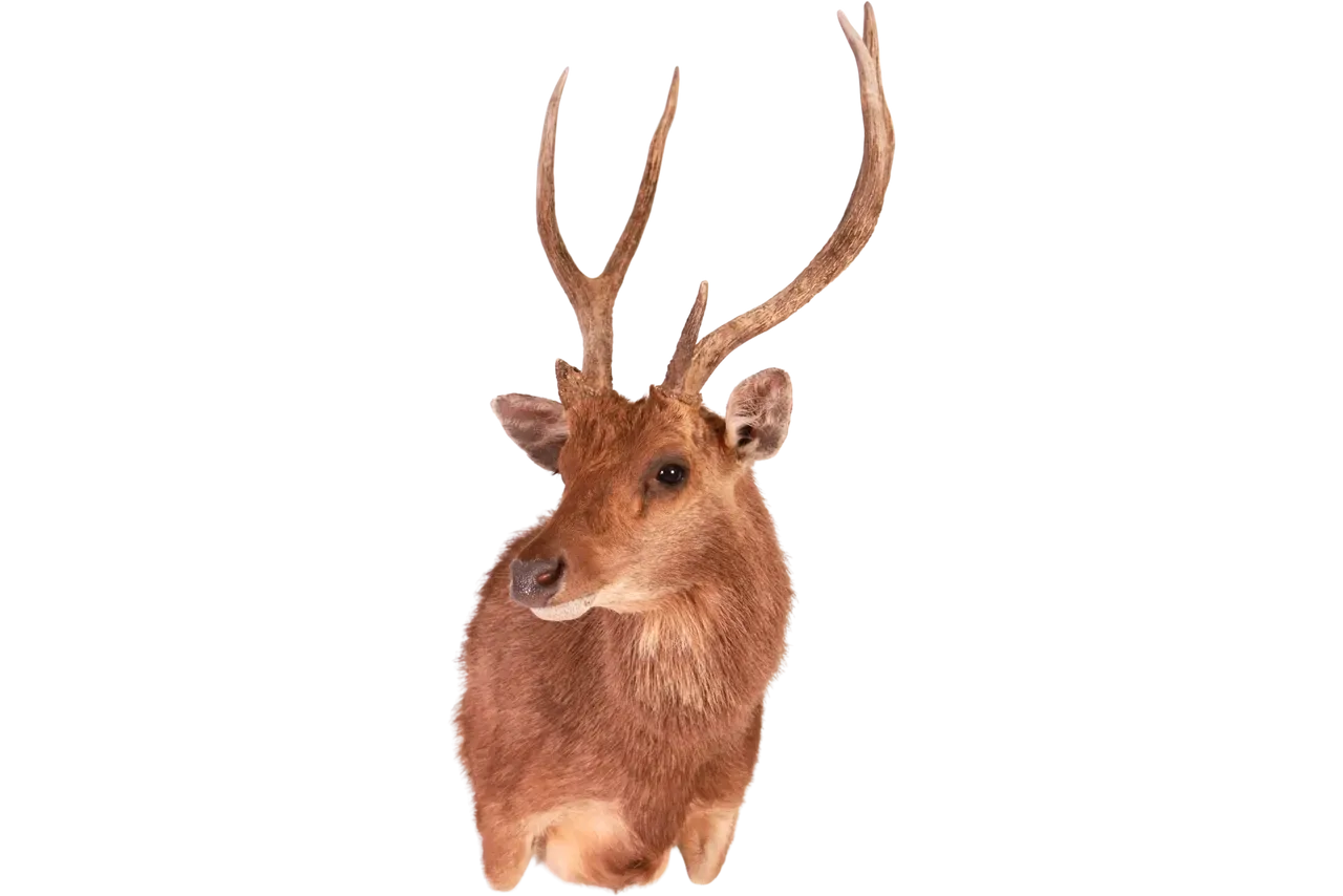 Rusa Deer Shoulder Mount