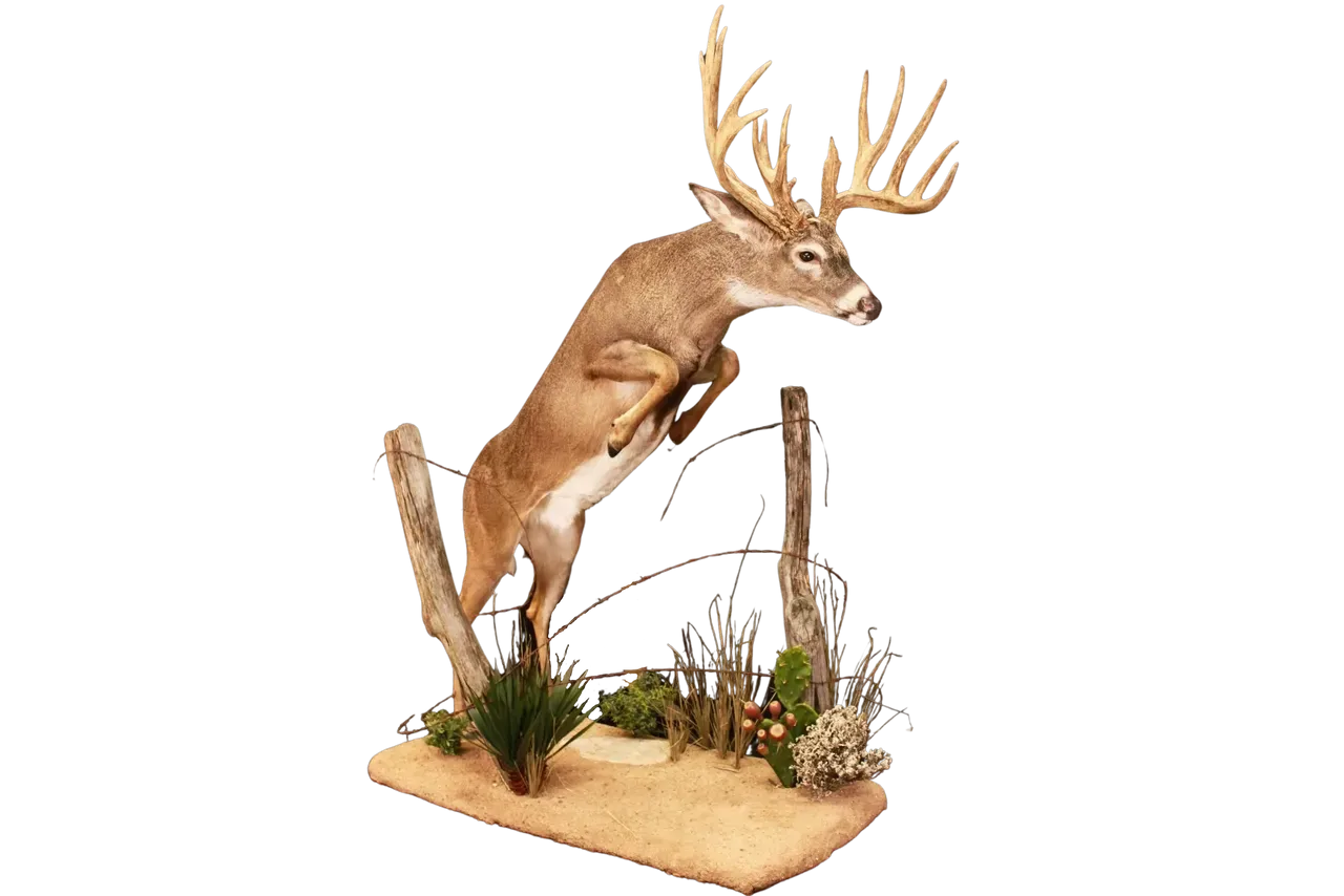 Whitetail Deer Full Body Life Size
