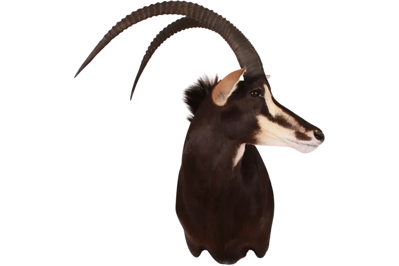 Sable Shoulder Mount