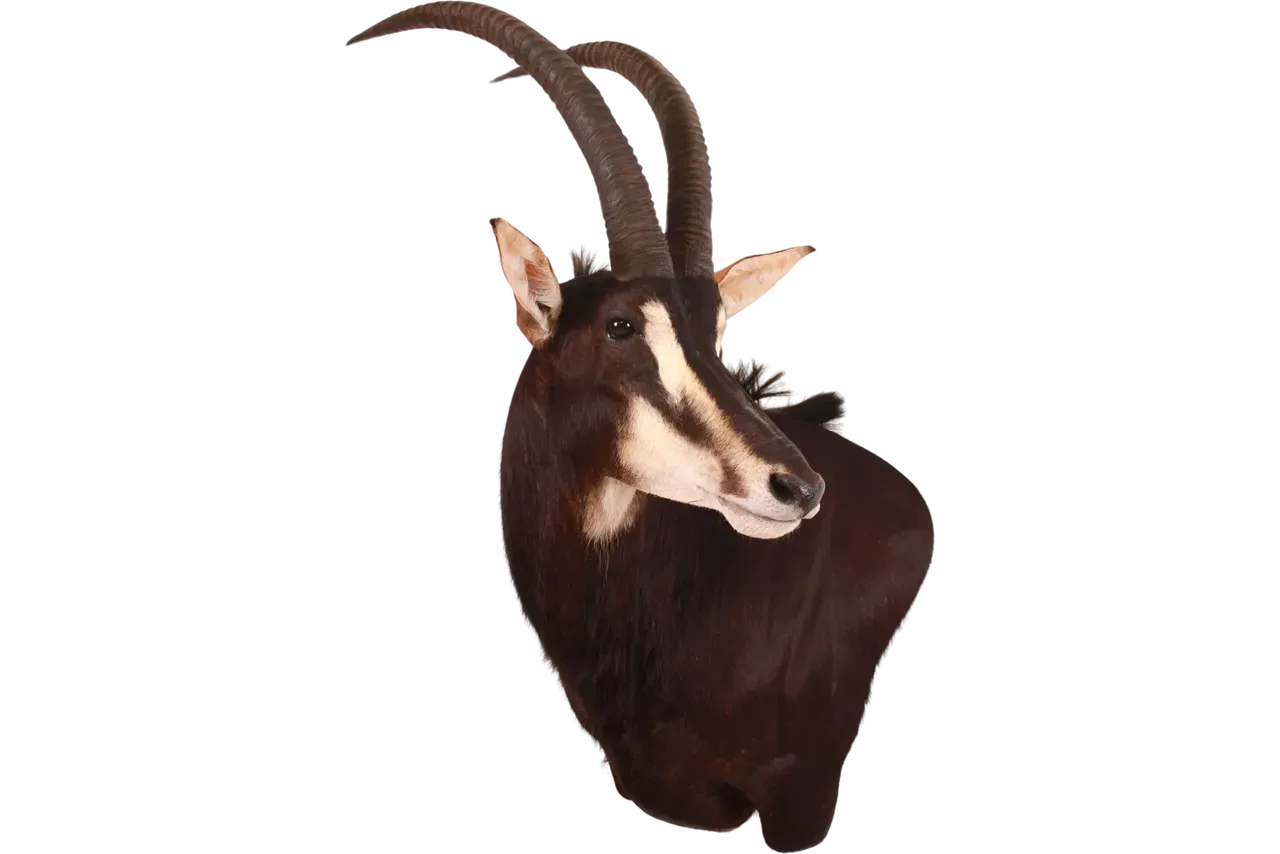 Sable Shoulder Mount