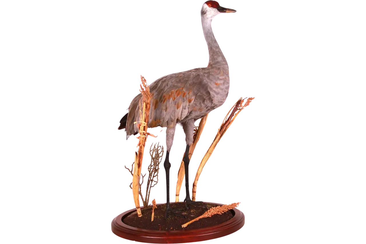 Sandhill Crane Life Size Standing Mount
