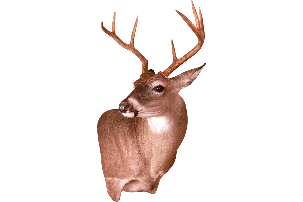 Shoulder Mount White Tail Deer