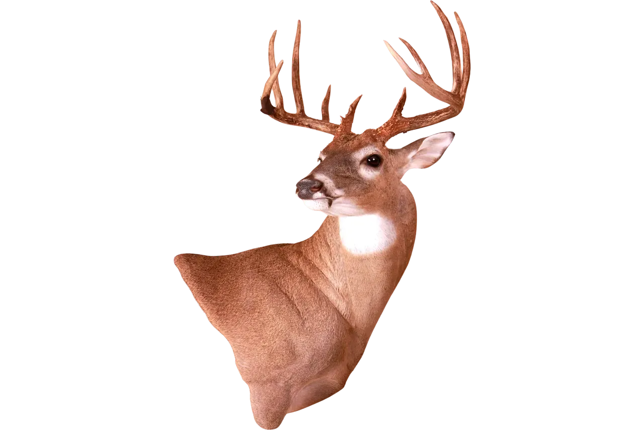 Shoulder Mount White Tail Deer