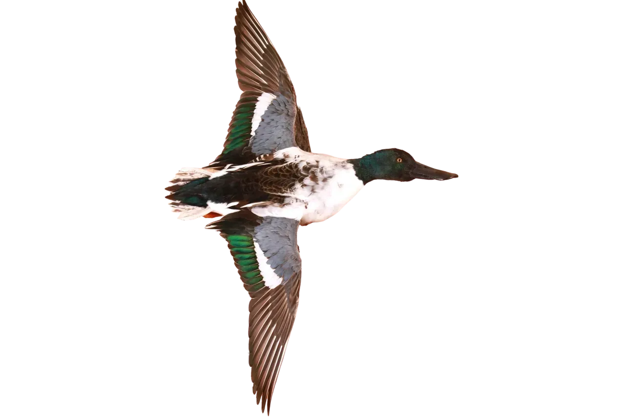 Northern Shoveler In Flight