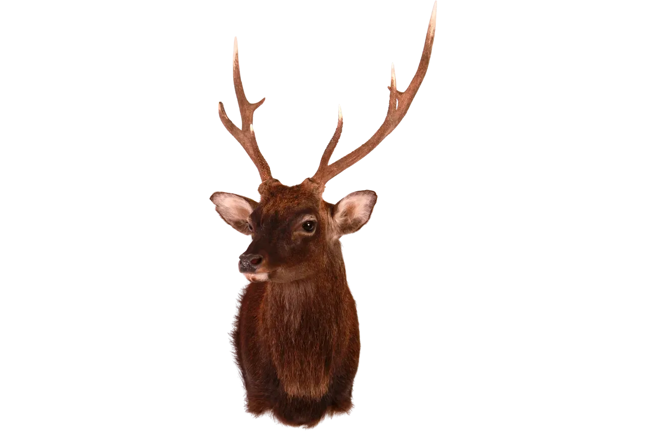 Sika Deer Shoulder Mount