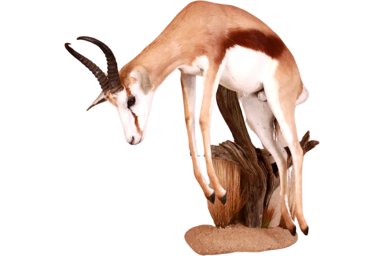 Springbok Full Body