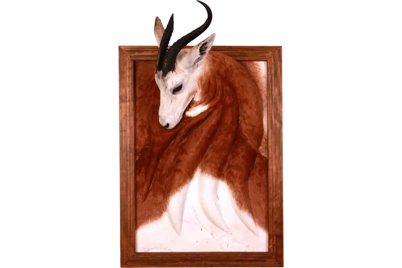 Springbok Picture Frame Mount