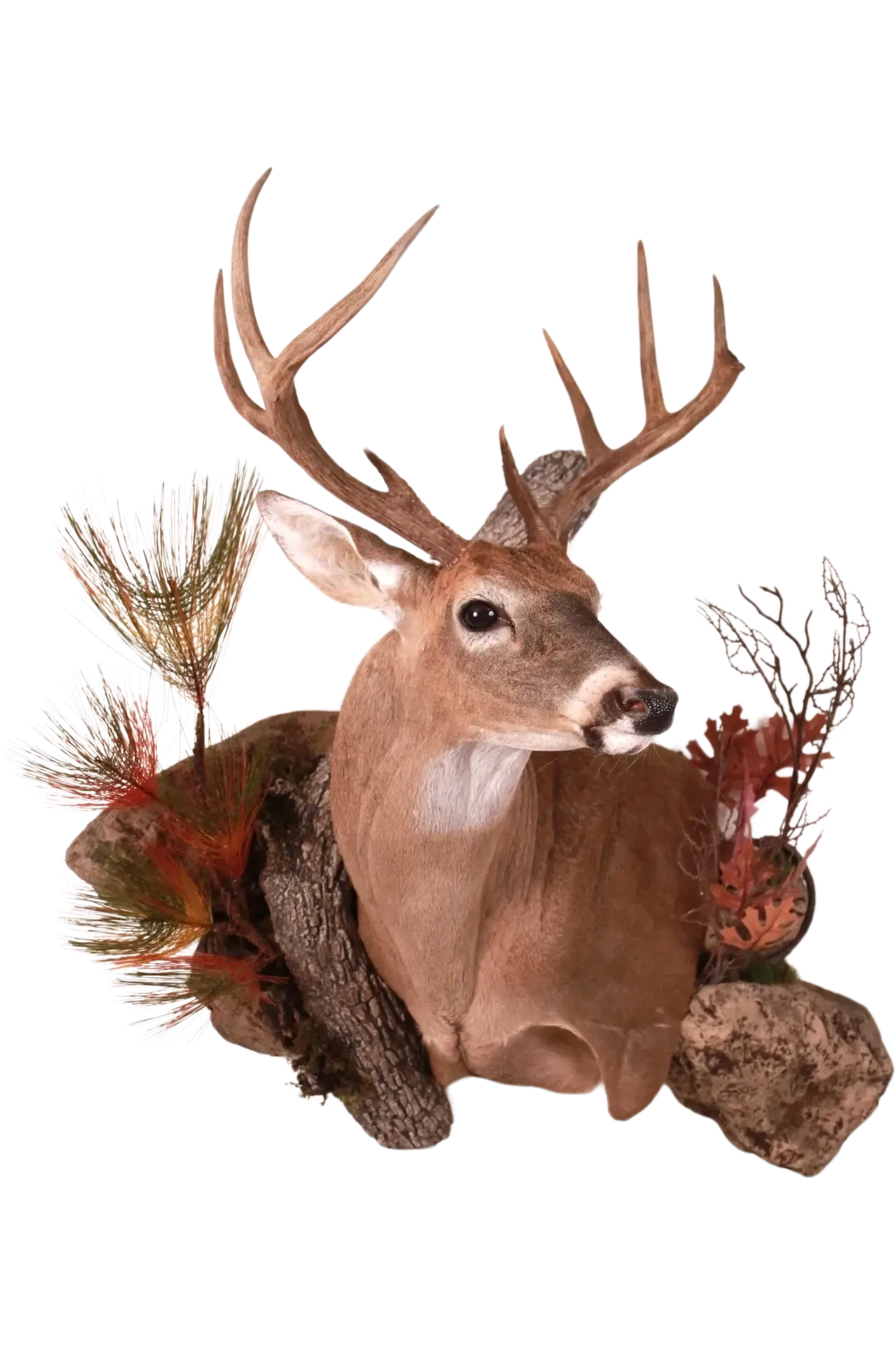 Wall Habitat Mount White Tailed Deer