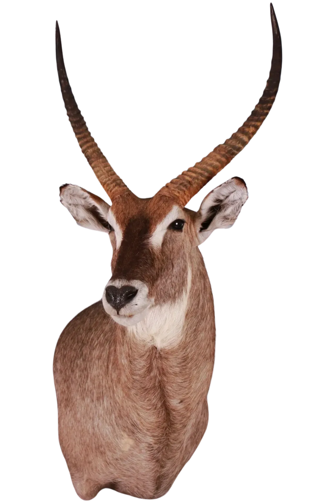 Waterbuck Shoulder Mount