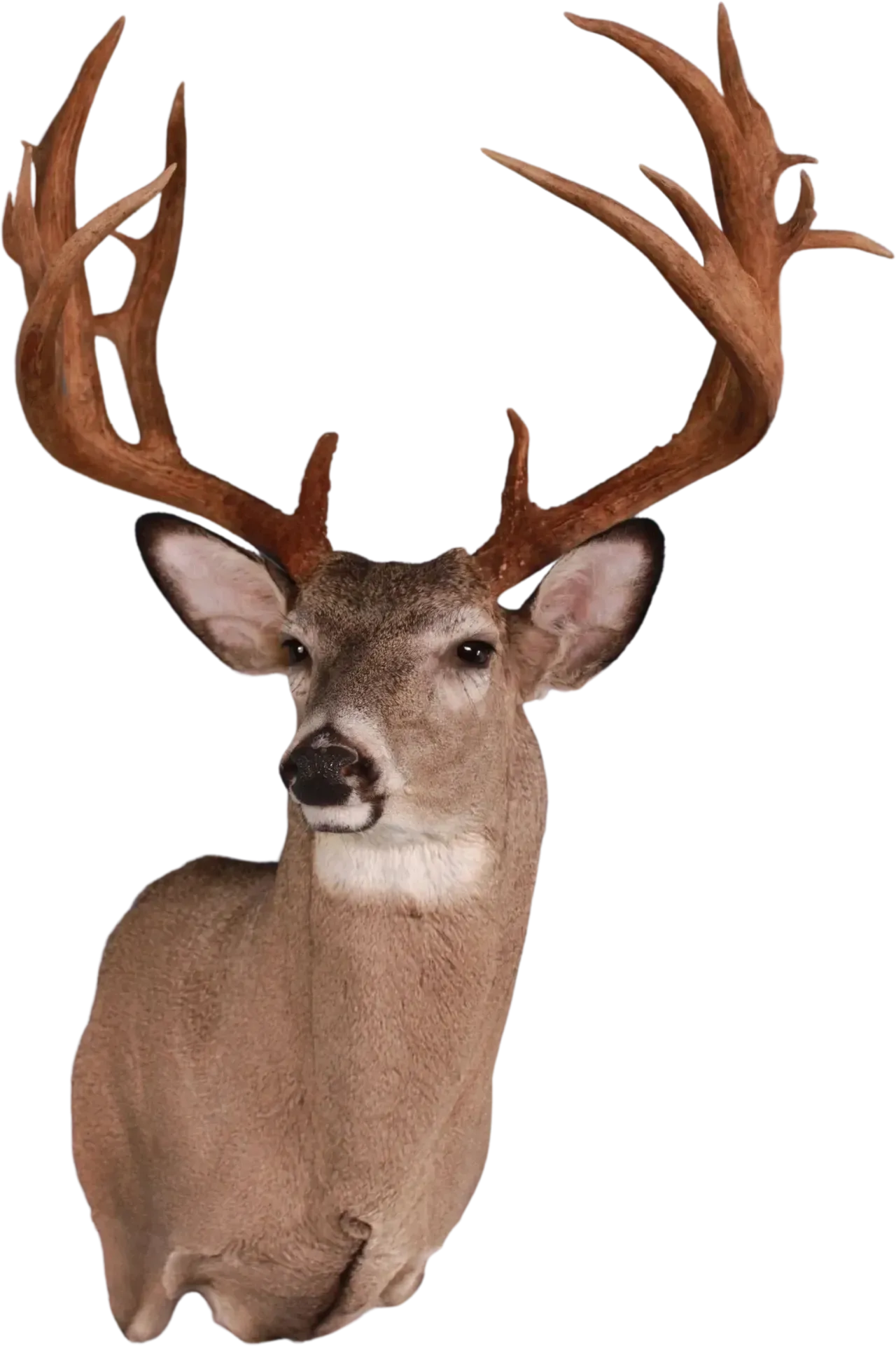 Whitetail Deer Shoulder Mount