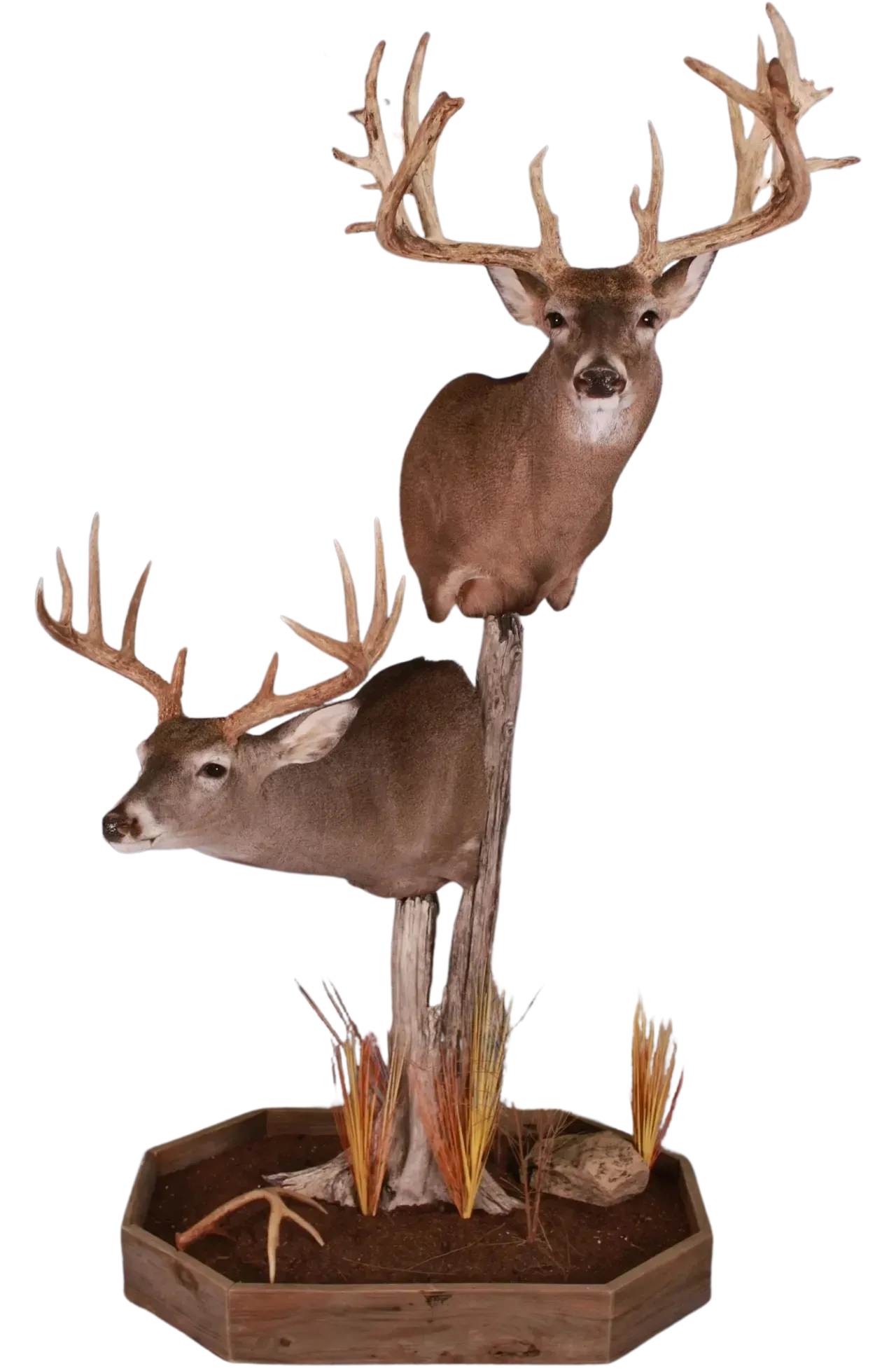 Whitetail Deer Shoulder Mount Habitat