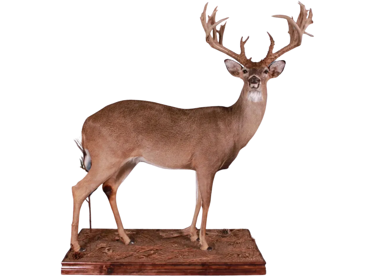 Whitetail Full Body Life Size