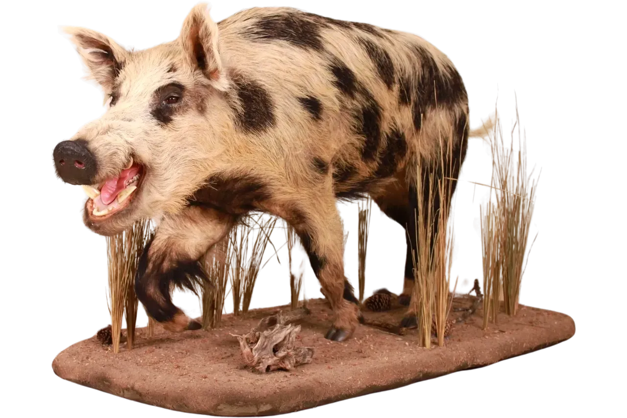 Wild Boar Full Body Life Size