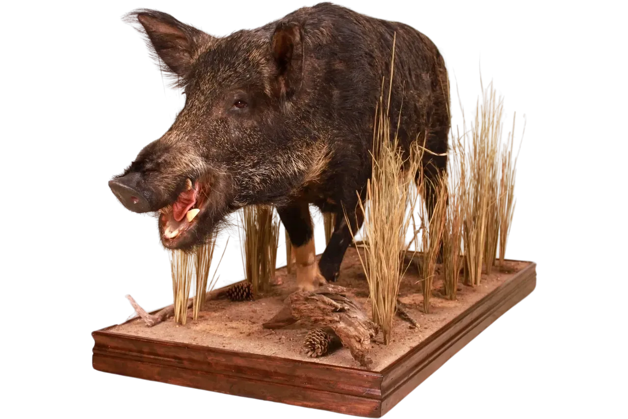 Wild Boar Full Body Life Size