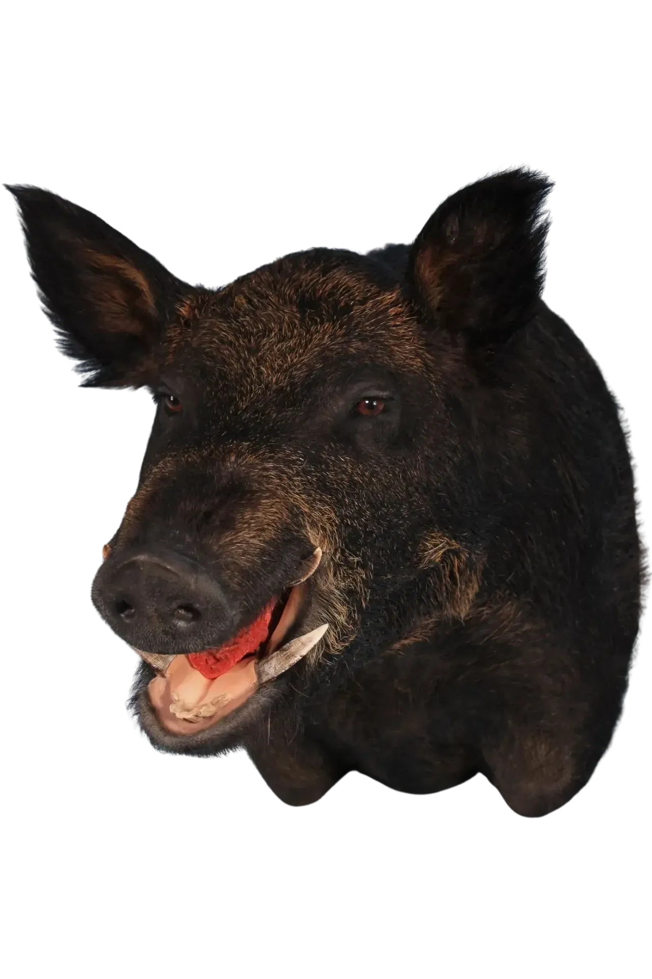 Wild Boar Shoulder Mount